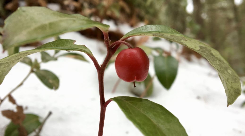 The plants are found in the americas, asia, . Wintergreen Gaultheria Procumbens Seashore To Forest Floor