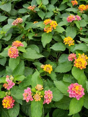 Lantana camara 'irene' lantana from sedan floral