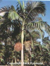 Diy Gear Brake Inner End Caps From Palm Tree Seeds Bicyclosis Oldschool Cycling