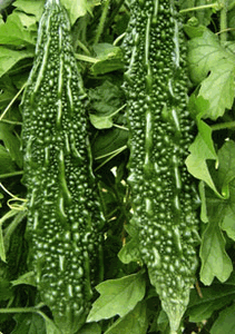 They simply do not keep/store well. Bitter Melon Seeds