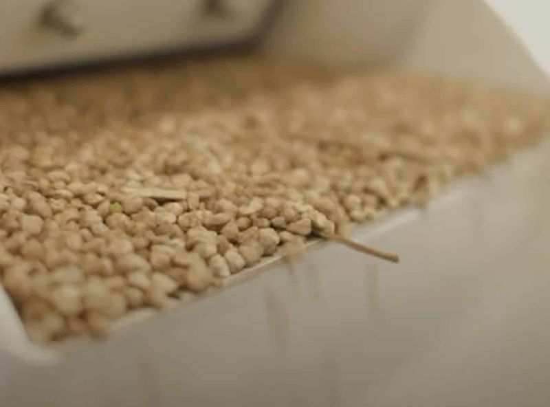 Ccm 4200 Seed Processing - Best Light Illustrations in Retina