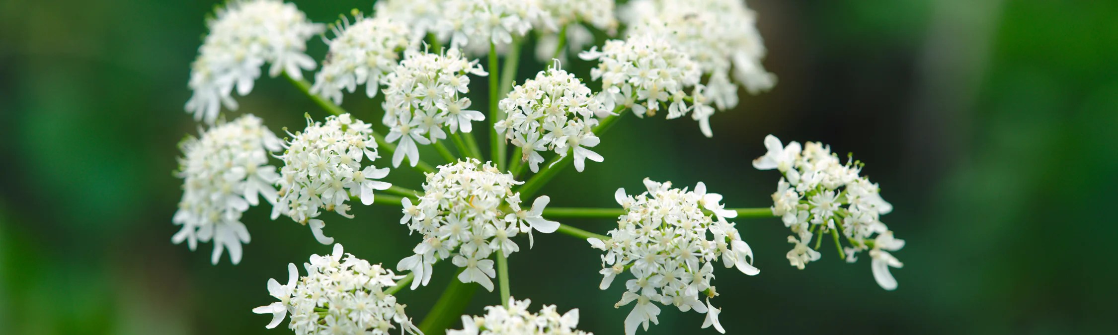 Unlock the secrets of angelica essential oil: a holistic health guide