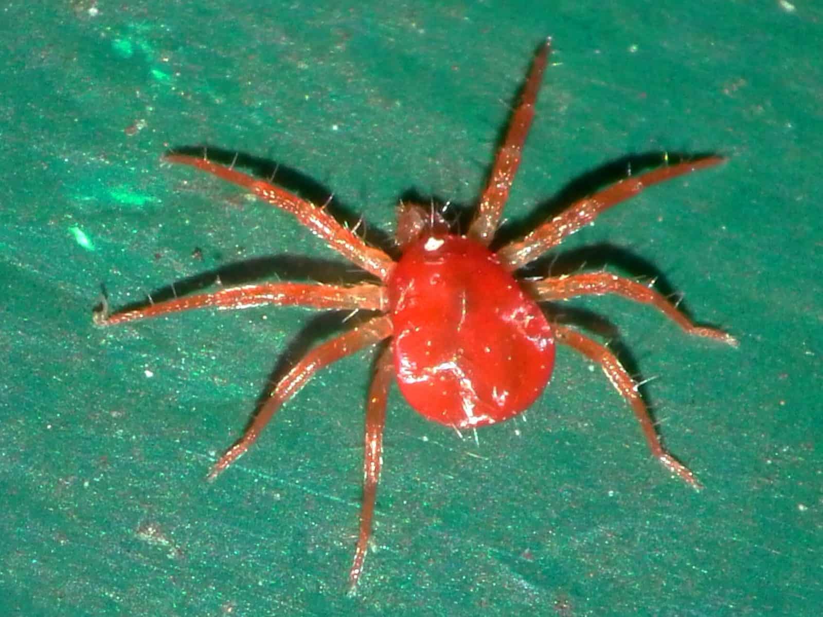 Araña Roja