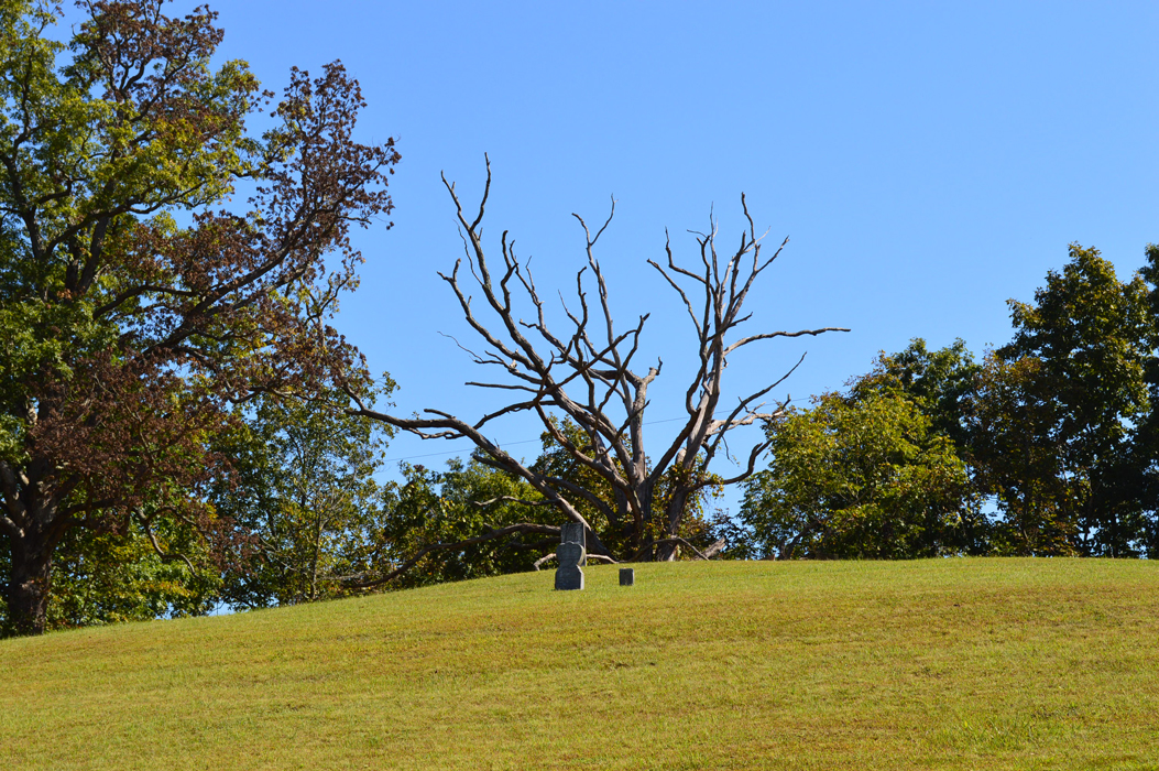 The craggy tree at Devoll.