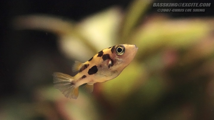 Care Guide For Pea Puffers The Smallest Pufferfish In The World Aquarium Co Op I am just wonder if this a PH peas can livethrive at as iv read they prefer higher PHs. Care Guide For Pea Puffers The Smallest Pufferfish In The World Aquarium Co Op The conditions of the water vary between each body of water with a pH ranging from 65-85 and an average water temperature of.