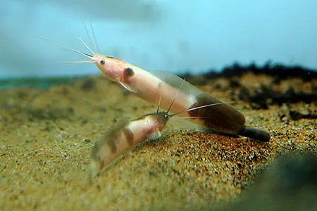 Marbled Catfish Synodontis Schoutedeni Marble Crayfish Procambarus fallax.