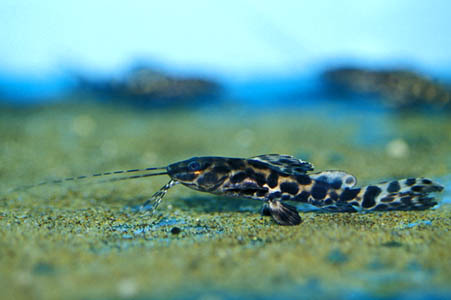 Marble Achara Catfish Aquatics Unlimited Whereas some of the smaller pimelodids max out at a few inches in length genus Microglanis the not-uncommonly offered Red Tailed Cat Phractocephalus.