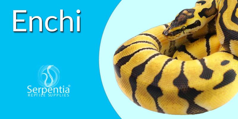 Enchi Ball Pythons Python Regius - Ocean Photo Collection - 4K Quality