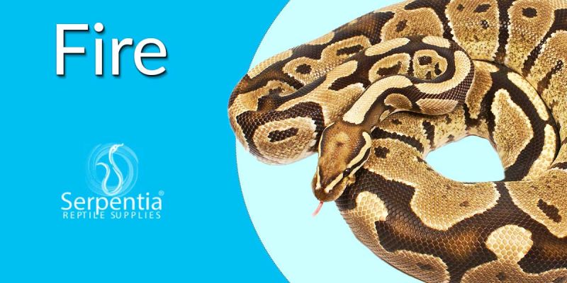 Available Fire Ball Pythons Python Regius From Serpentia - Creative 4K Ocean Wallpapers | Free Download