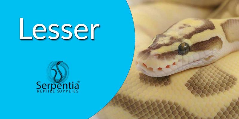 Lesser Serpentia - Premium Minimal Design Gallery - HD