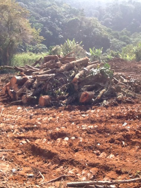 Foto: Conceição Aparecida Santos, Fazenda Santa Maria, 31/07/2014