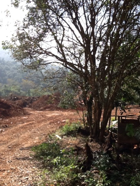 Foto: Conceição Aparecida Santos, Fazenda Santa Maria, 31/07/2014