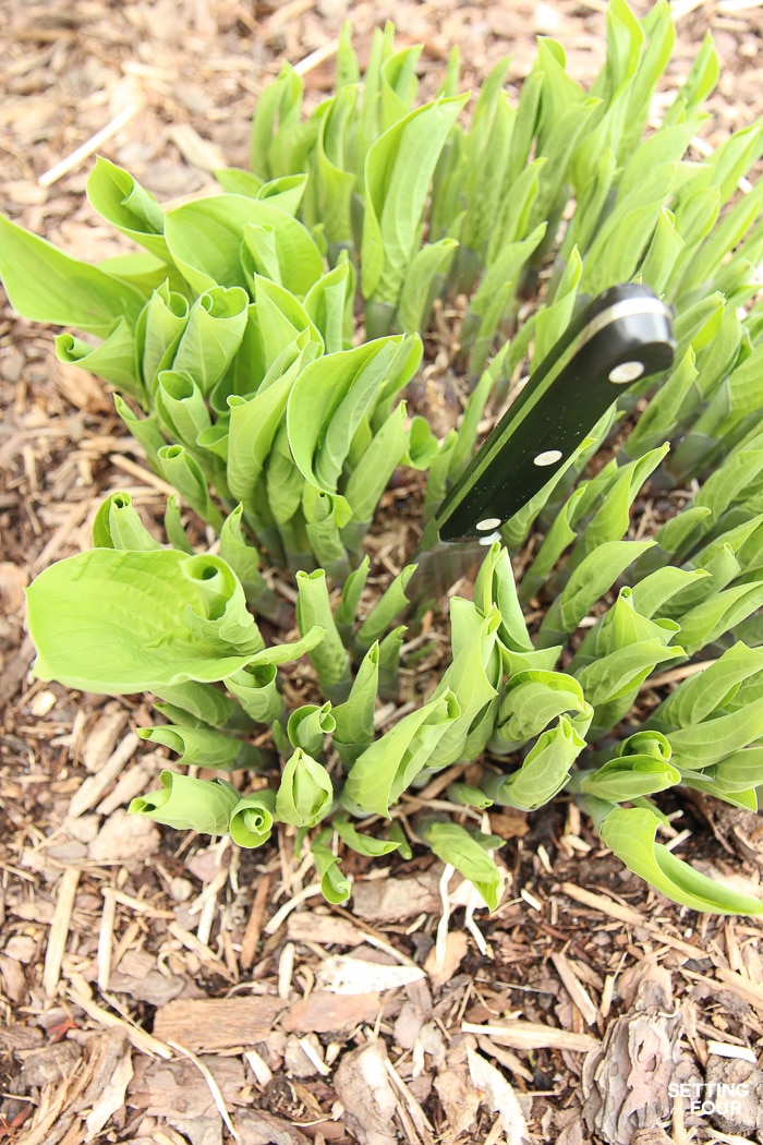 The easiest way to divide hostas & transplanting tips