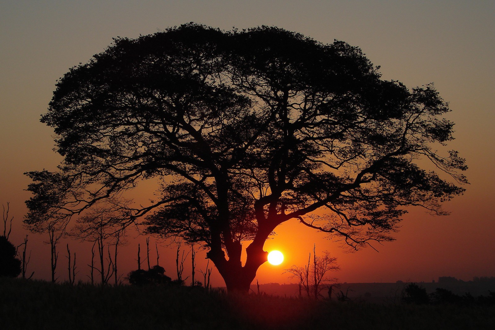 tree