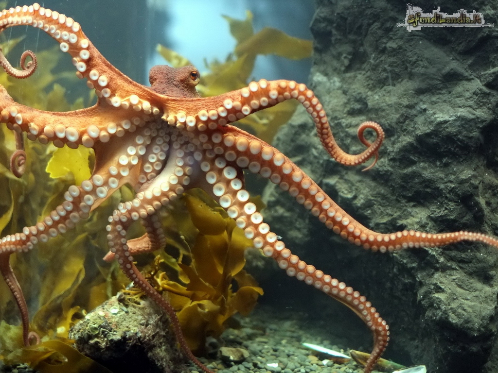 Gratuito immagini Sfondilandia It Sfondo Gratis Di Octopus Per Desktop Smartphone il piu cool saluti