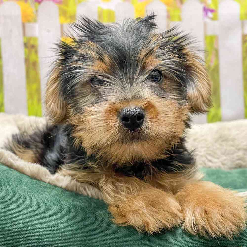 Yorkie terrier puppies