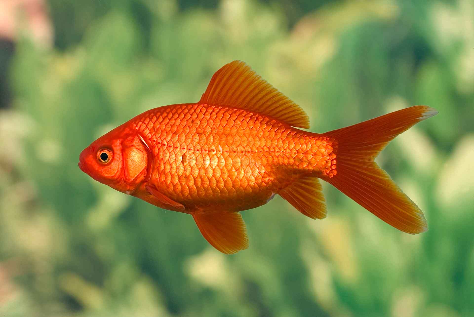 All about goldfish how to care for a goldfish fish at