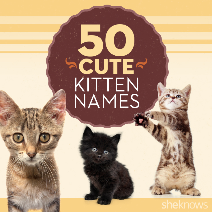 Cute female cat names unique