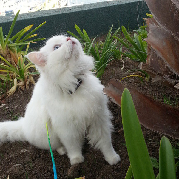 12 white fluffy kittens to snuggle up with