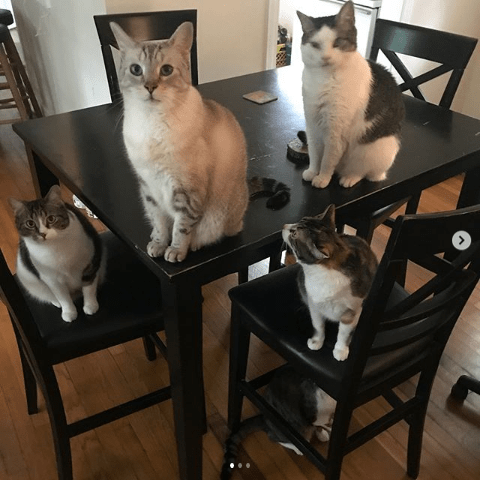 Colin's Cat Band