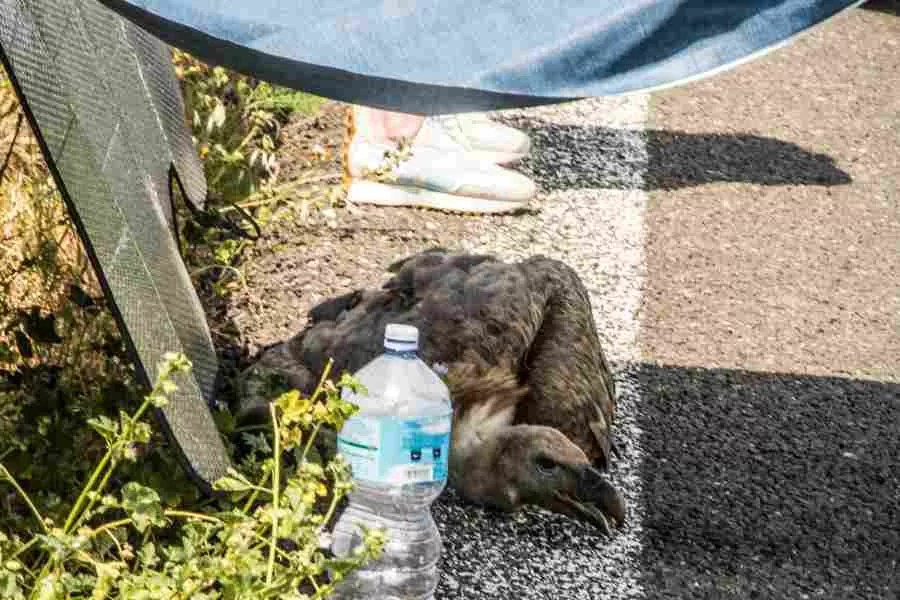 Grifone colpito da un’auto sulla 131 vicino a Giave