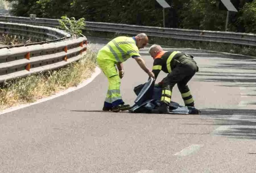 Grifone colpito da un’auto sulla 131 vicino a Giave