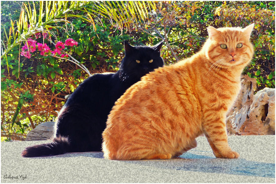 Ginger cat and black cat