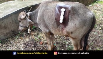 Buffalo Animal Surgery Melur Cattle Rescue