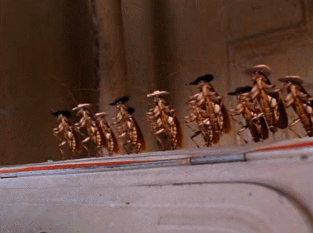 pic Joes Apartment Dancing Cockroach Gif survivinginfidelity com joe s apartment
