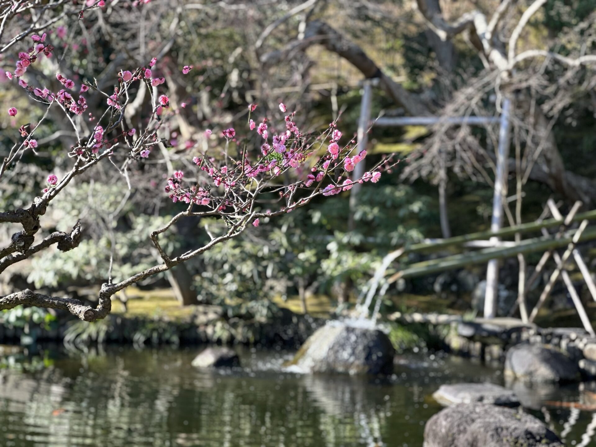 Plum blossoms on bare branches against bamboo fountains