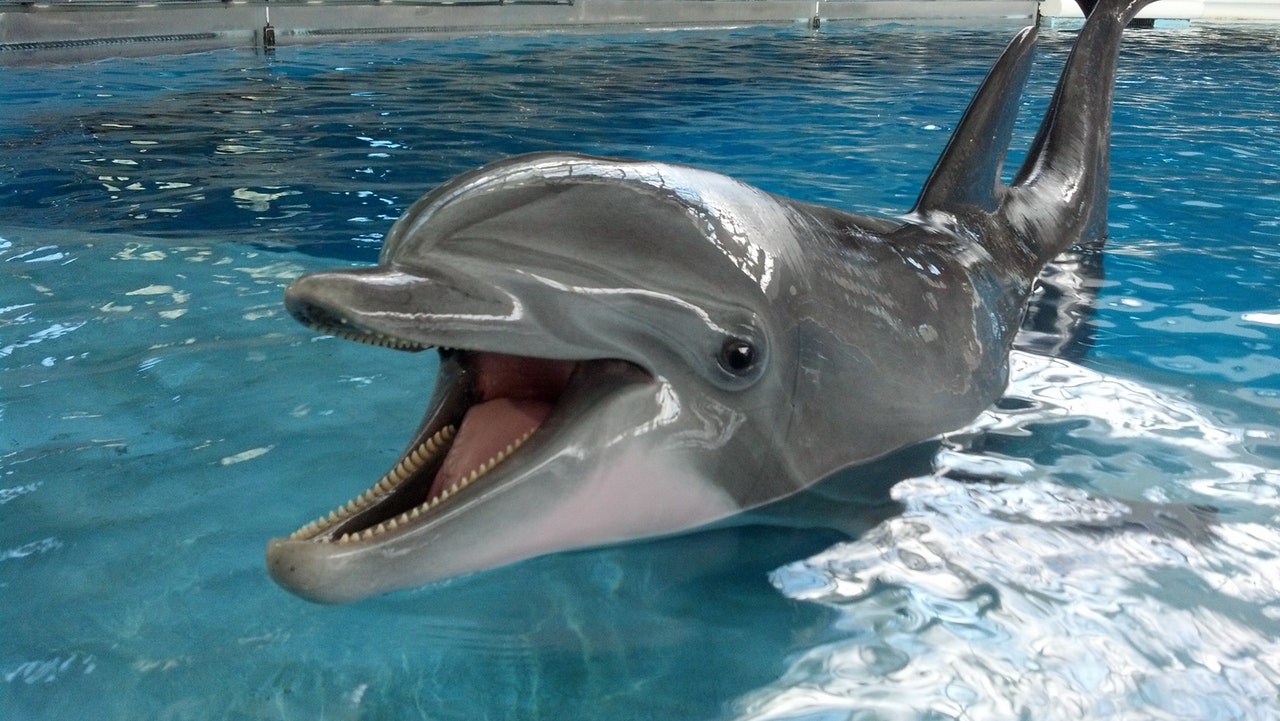 You can get a dolphin picture anywhere