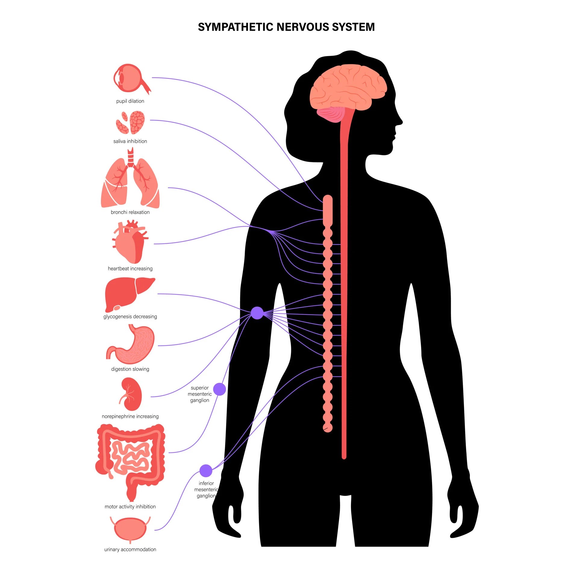 Psychological Resilience and the Autonomic Nervous System