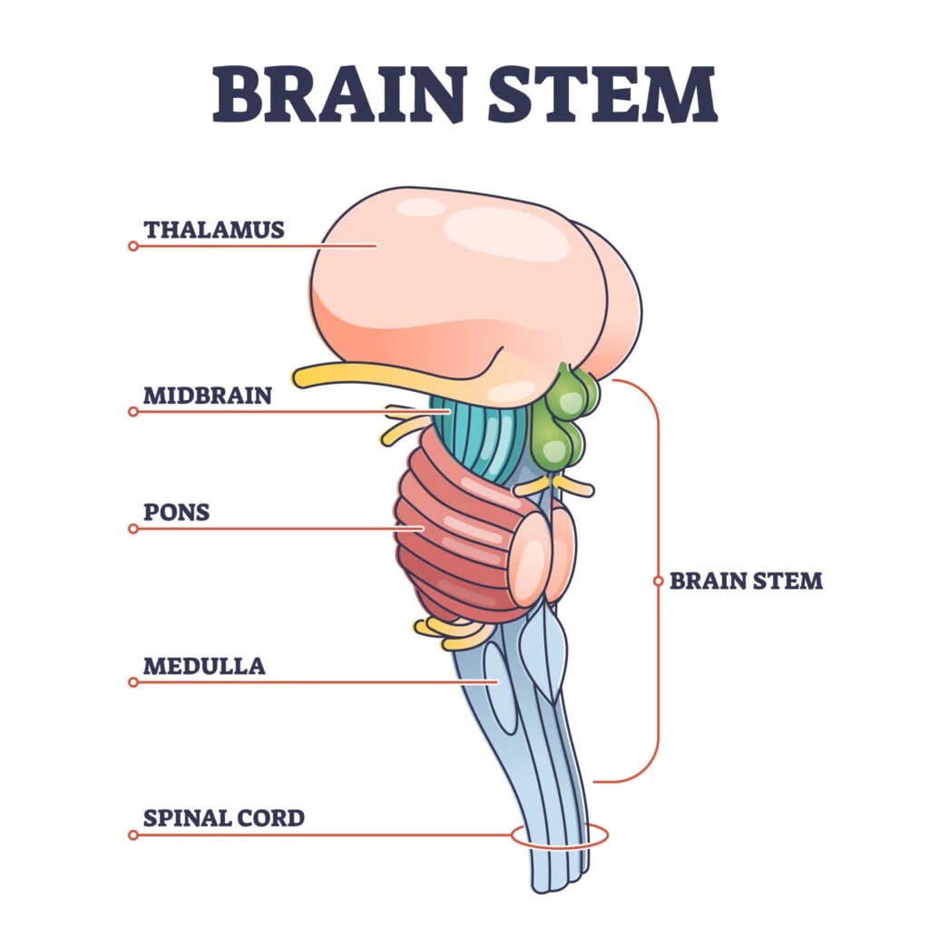 Central nervous system (cns): structure & main functions