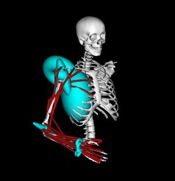 Simtk Wrist Model Project Home - Incredible Colorful Photo - High Resolution