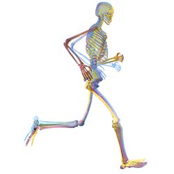 Simtk Upper Extremity Dynamic Model Project Home - Perfect Desktop Geometric Photos | Free Download