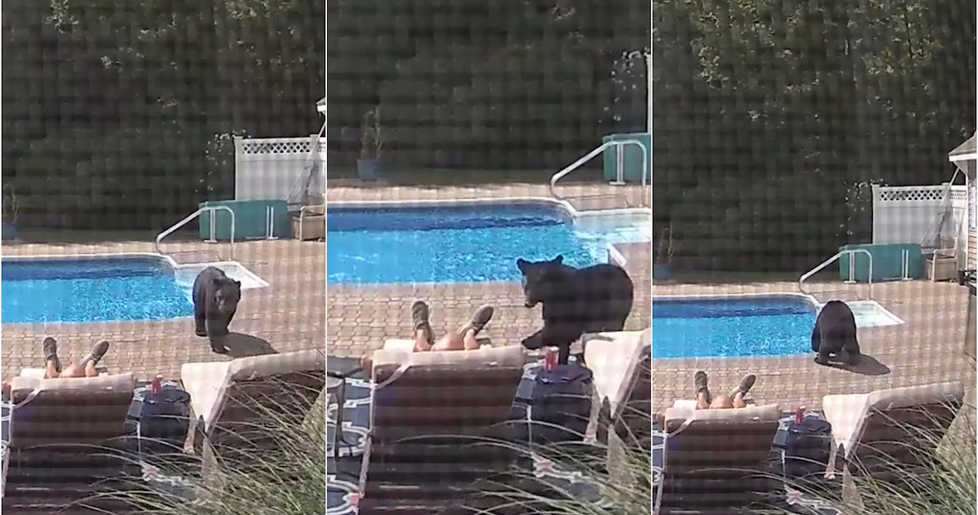 VIDEO muestra a un mono lavando la ropa que una mujer descuidó por un ...