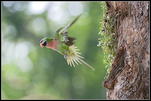Many animal care and control centers microchip dogs put up for adoption, so it's becoming more common for pets to have a microchip. Mustached Parakeet Facts, Care as Pets, Temperament, Pictures | Singing Wings Aviary