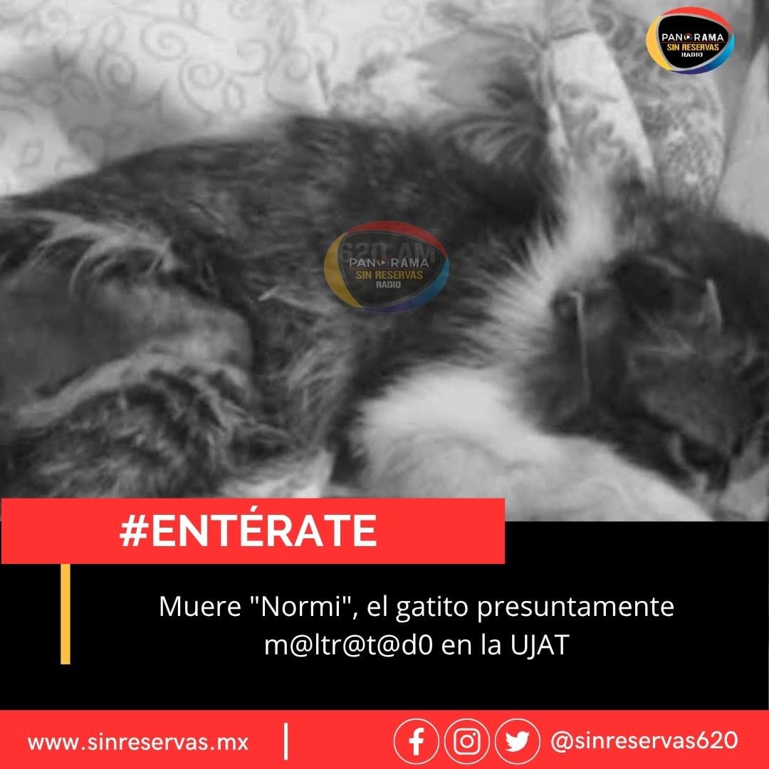 Muere “Normi”, el gatito presuntamente maltratado en la UJAT