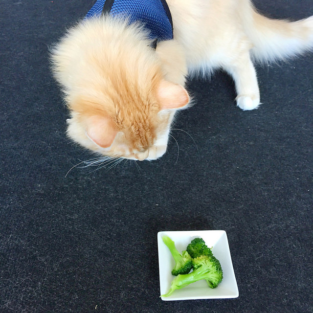 First introduction to boiled broccoli pieces
