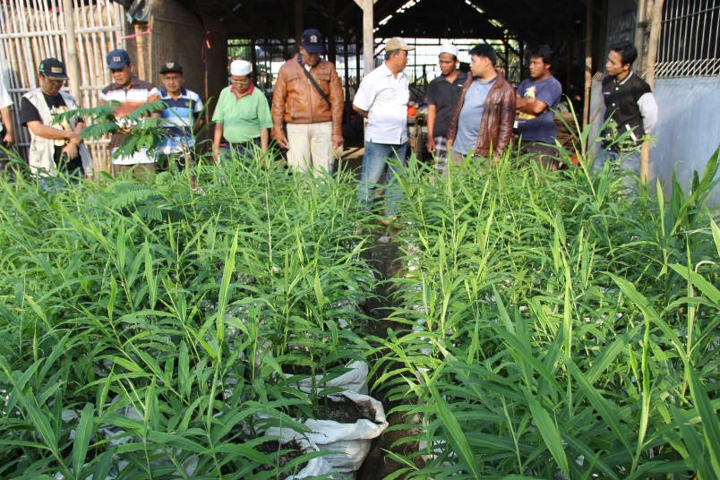 Terlebih, akar jahe akan mendapat mendapat manfaat dari pupuk berupa . Budidaya Jahe Merah Trik Sukses Berbisnis