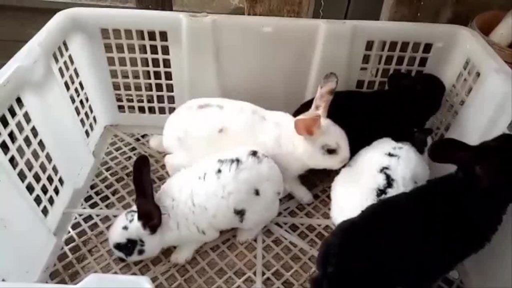 Daftar makanan untuk kelinci · 1. Cara Ternak Kelinci Rex Karpet Untuk Pemula Lengkap Sipendik