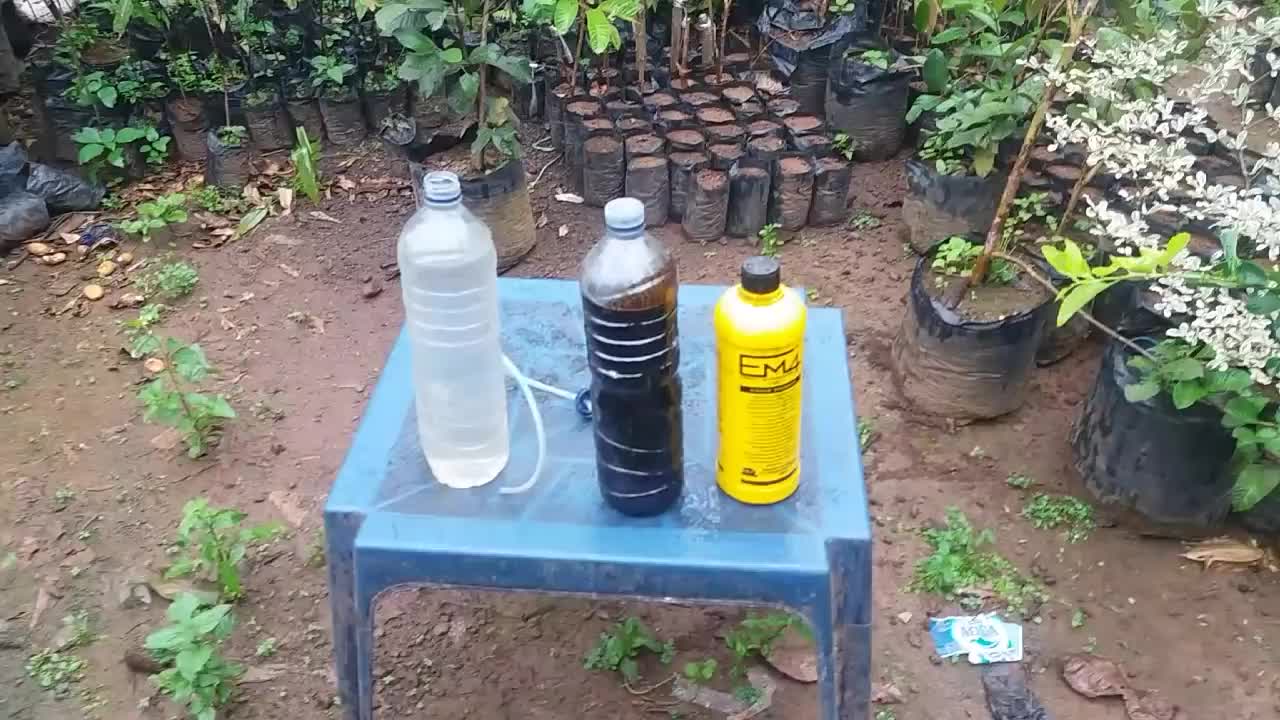 Rendam dua hingga tiga kulit pisang dalam sekitar 600 mililiter air selama beberapa hari. Cara Membuat Pupuk Organik Cair Super Sipendik