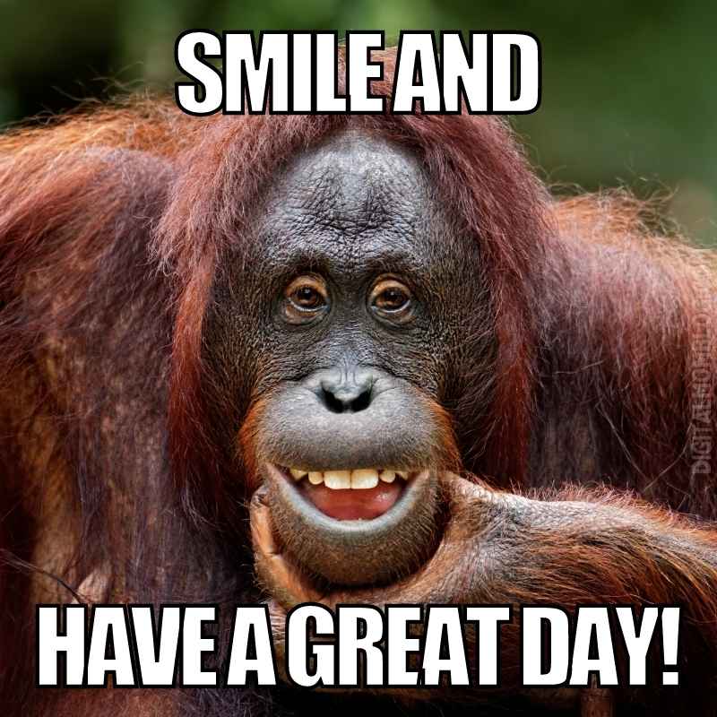 Top 10 monkey memes to brighten your day Skabash!