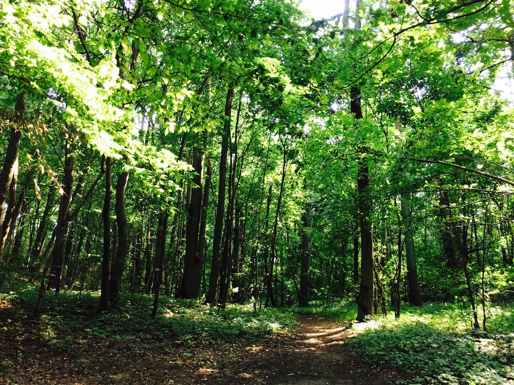 Bazantarnia Forest Park