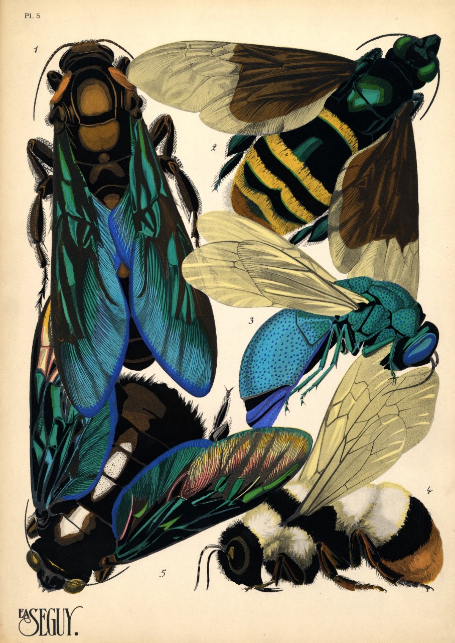 Electronic arts is a leading publisher of games on console, pc and mobile. EA Seguy insects history: Prints of insects for art