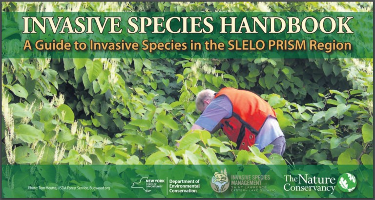 This image has an empty alt attribute; its file name is SLELO-Handbook-1140x608-1-ezgif.com-webp-to-jpg-converter-1.jpg