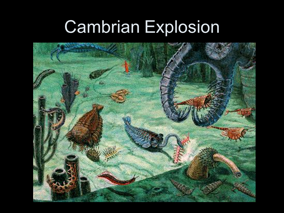 An autotroph is an organism that can make its own food for energy. A Brief History of Life - Presentation History