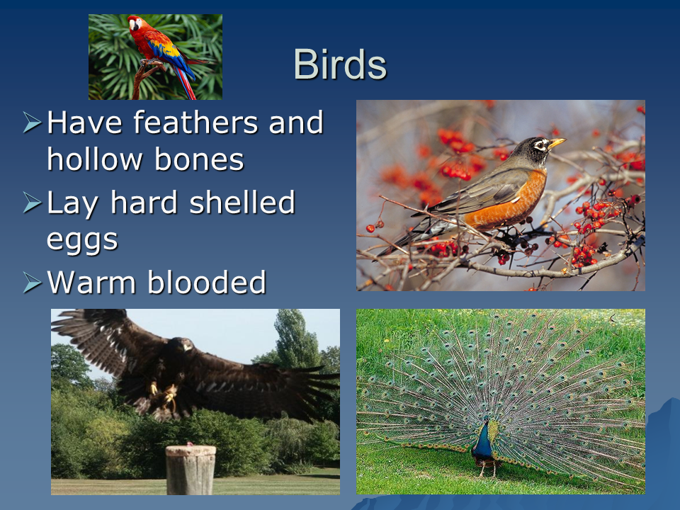 However, some animals can also pass diseases to people. Classification of Animals - Presentation Biology