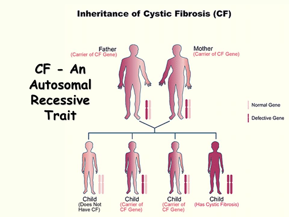 24+ Inspirational Color Blindness Recessive Or Dominant / I Need A Simple Chart On What Guppy Genes Are Dominant Or / Color blindness occurs in only about 1 in 200 women (compared to 1 in.