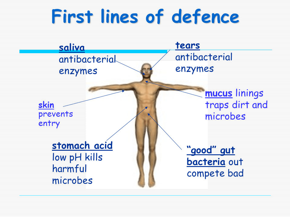 What is the line of defense for immune system at ashley camp blog